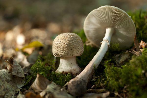 champignons amanites rougissantes