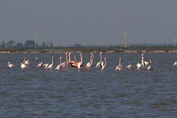 Le flamant le plus rose est celui qui a le plus de succès