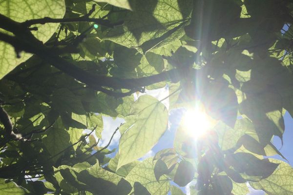 Alors que le thermomètre poursuit son ascension, le maire de Clermont-Ferrand a décidé, mercredi 25 juillet, l’ouverture du jardin Lecoq jusqu’à 23 heures et ce pendant 3 jours. Cela permettra aux Clermontois de profiter d’un peu de fraîcheur.