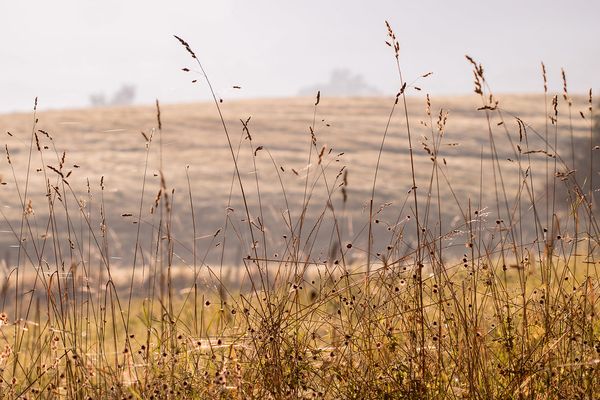 "Douce campagne" by S@ndrine Néel