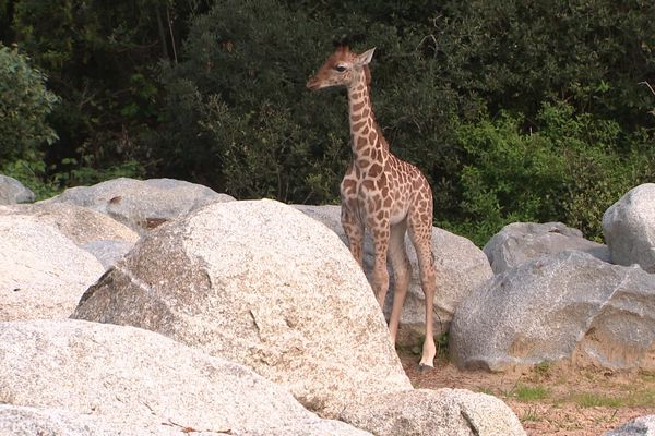 Gustave le girafon est né le 19 avril au zoo de La Palmyre