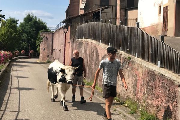 Acompagné d'une vache et de son grand-père, Corentin Huber va traverser une partie de la France à pied.