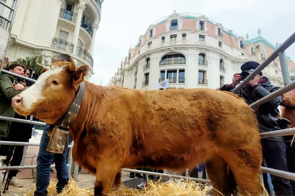 Chouki, la mascotte des agriculteurs est installée dans son enclos, au pied du Negresco à Nice.