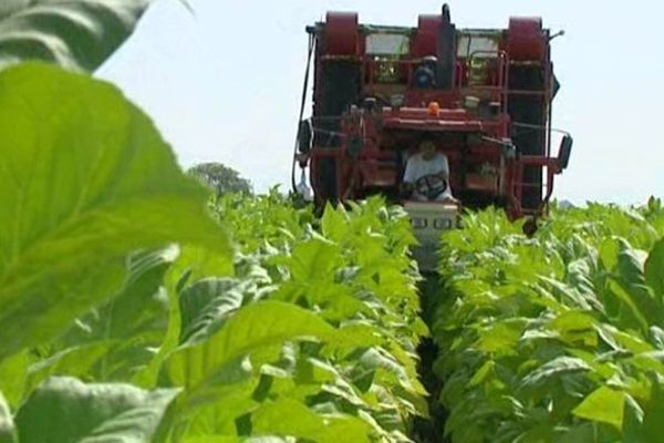 La récolte du tabac a débuté en Alsace