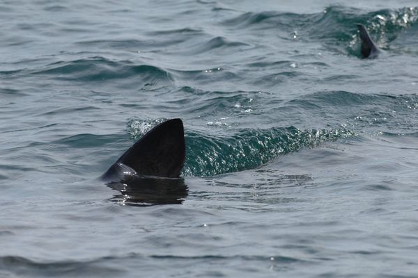 Un requin en mer d'Iroise. 