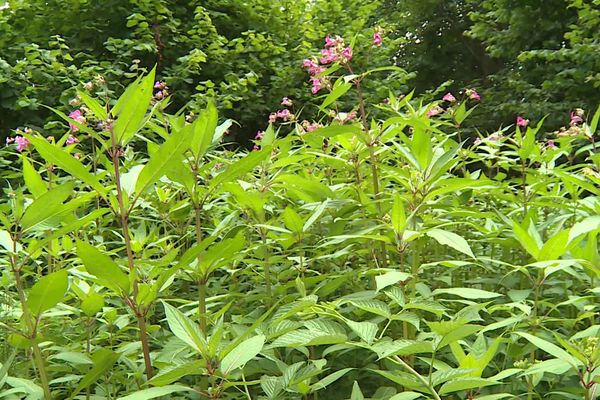 La balsamine de l'Himalaya, plante exotique invasive menace la biodiversité dans les Vosges.