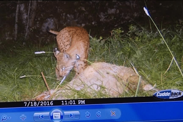 Des photos de lynx prises de nuit.