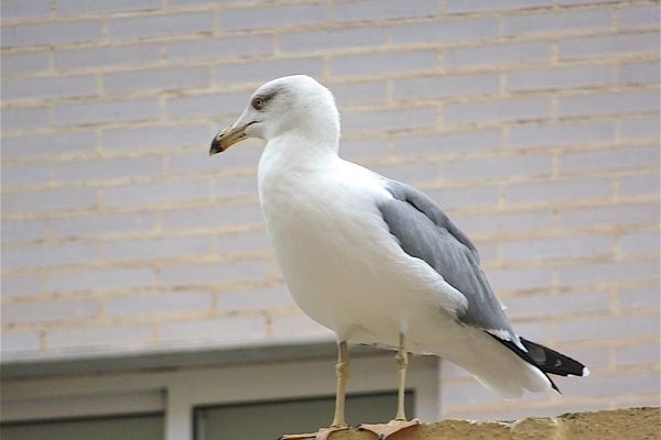 Une mortalité significative de mouettes rieuses a été constatée sur les communes de Brionne et de St-Philbert-sur-Risle (Eure).