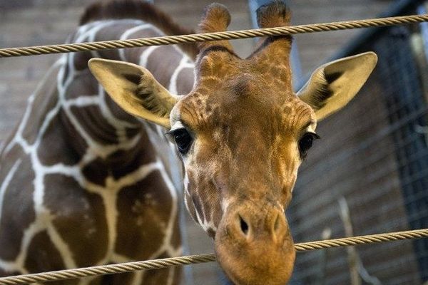 Une girafe dans un zoo danois