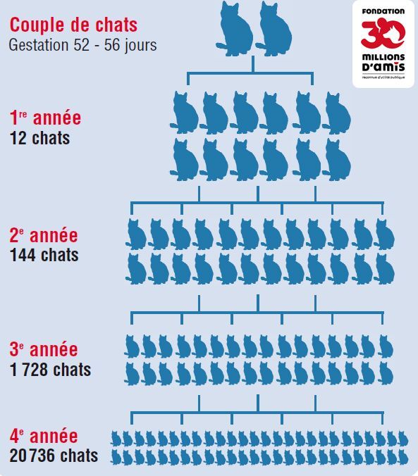 Plus De 5 000 Chats Errants A Marseille Comment En Est On Arrive La