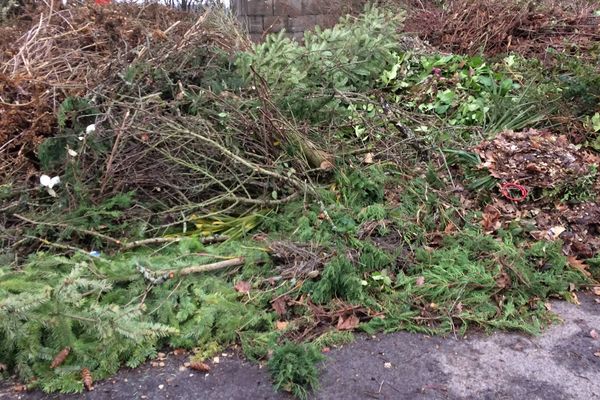 Des points de collecte pour déposer vos sapins sont ouverts à Poitiers