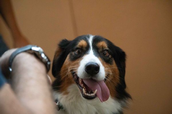 Il existe des solutions pour canaliser l'énergie d'un chien trop agité.