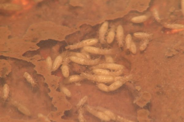 À l'Irbi de Tours, des termites sont élevés pour mieux comprendre leur mode de vie.