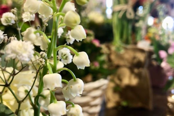 Ce mercredi 1er mai, les brins de muguet seront vendus en nombre chez les fleuristes ou au bord des routes. 