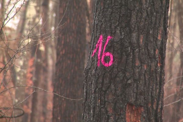 Après l'incendie ayant ravagé la forêt du Pignada à Anglet, la moitié des 90 hectares de pins devront être rasés dans les mois à venir. Trop abîmés par les flammes pour reprendre, ces arbres sont aussi menacés par une invasion d'insectes ravageurs, les scolytes. 