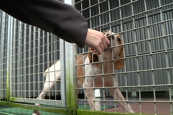 Grâce à une campagne de dons réussie, le refuge de la SPA de Bayonne a pu sa sauver.