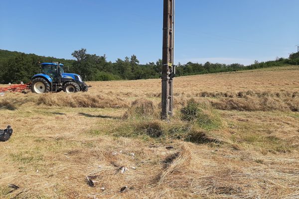 Ce lundi 12 août, des restes de la dépouille d’une Cigogne noire ont été retrouvés au pied d’un pylône électrique sur la commune de Recey-sur-Ource (Haute-Marne)