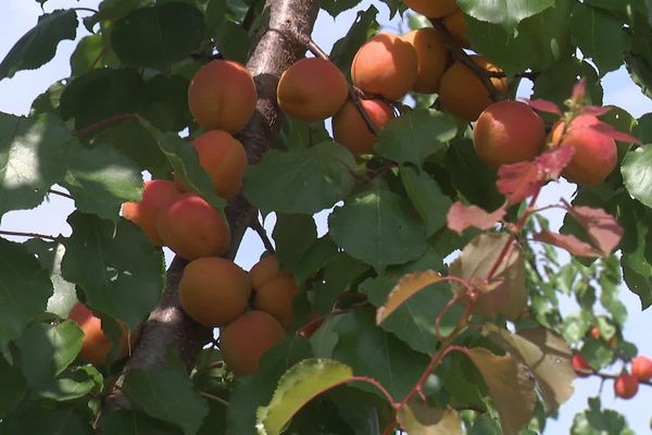 Les fruits sont dérobés lorsqu'ils arrivent à maturité