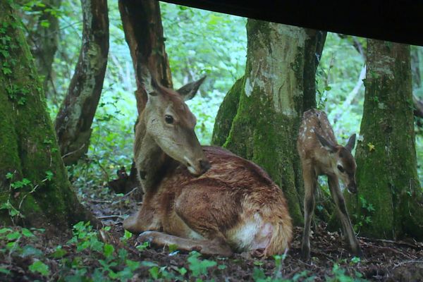 Acteur de cinéma, Nini est à l'affiche du film "Bambi".