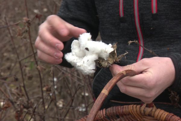 La culture du coton est expérimentée depuis six ans dans la Drôme.