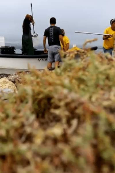 Les chercheurs ont placé environ 250 capteurs dans le Golfe du Lion.