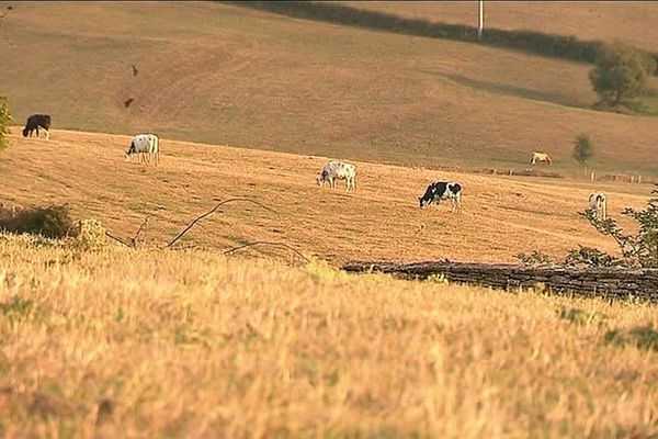 Les éleveurs veulent faire reconnaître la sécheresse en calamité naturelle.