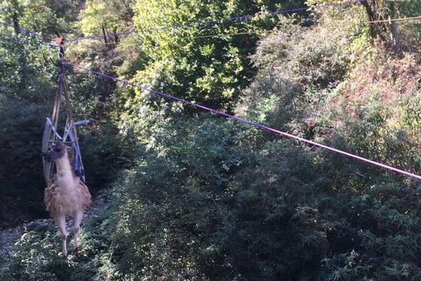 Le lama est sorti du trou grâce à une tyrolienne.