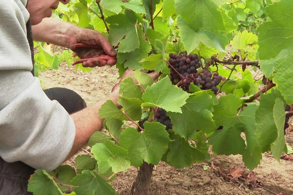 Il manque encore 700 à 800 vendangeurs pour participer aux vendanges des vins d'Anjou pour la récolte 2023.