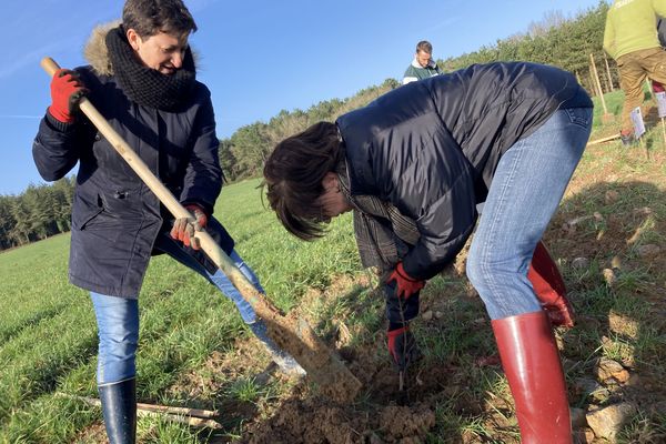 Plantation de haies bocagères à la Gacilly dans le Morbihan