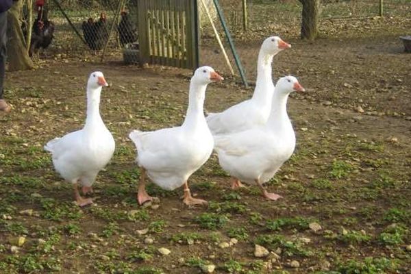 Un troupeau d'oies blanches du Poitou.