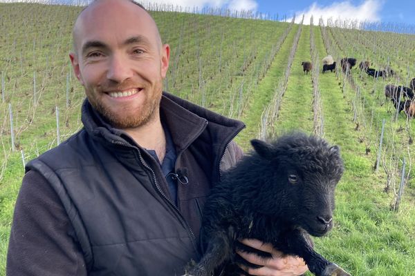 Guillaume Harlin, vigneron et berger, avec l'un de ses moutons d'Ouessant.