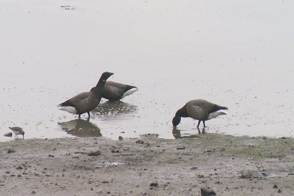 Pour se nourrir, les oies bernaches cravants fouillent la vasière. Ces oiseaux migrateurs hivernent dans le sud-Finistère de septembre à mars