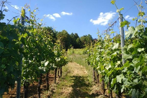 Les vignes de l'AOC Vins de Moselle à Vaux