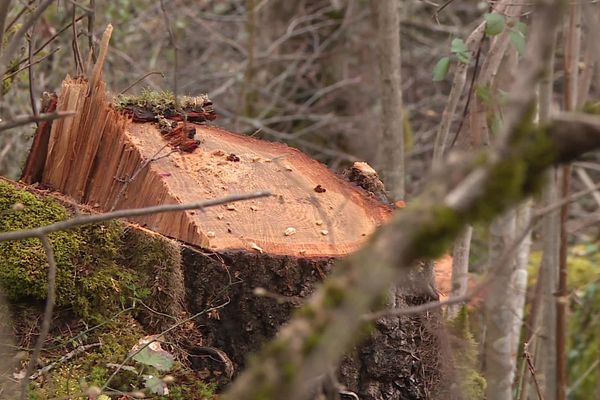 En janvier-février 2021, la commune de Perles-et-Castelet (Ariège) avait été victime de coupes sauvages et de vols d'arbres centenaires. Des bûcherons espagnols avaient été identifiés comme les auteurs des faits. L'affaire a été portée en justice et un homme sera jugé le 14 décembre 2021.