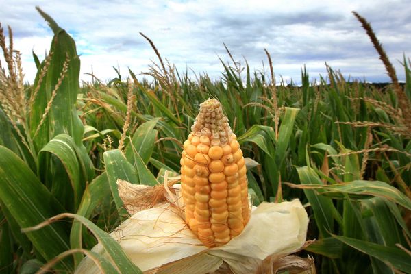 En Haute-Saône, le monde agricole a souffert de l'épisode de sécheresse cet été 