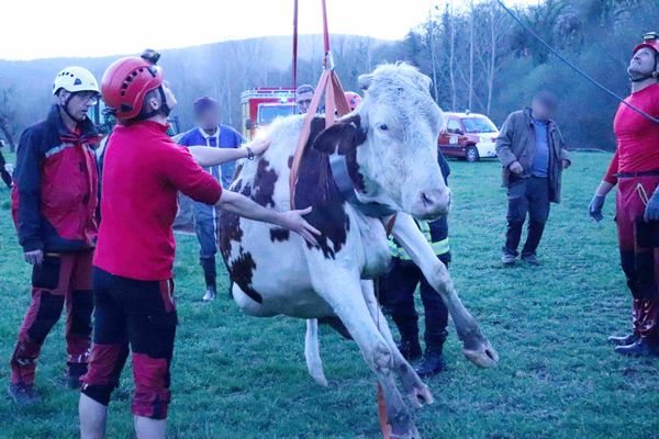 La vache a été déposée en toute sécurité dans un champ à proximité et est maintenant en bonne santé, rejoignant ses congénères.