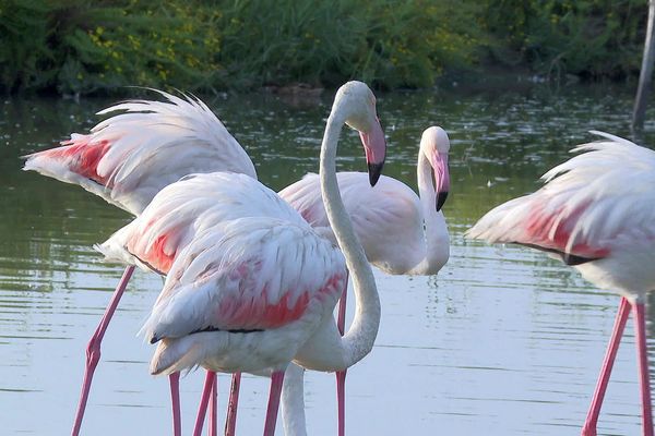 Les flamants roses font étape en Camargue - septembre 2023.