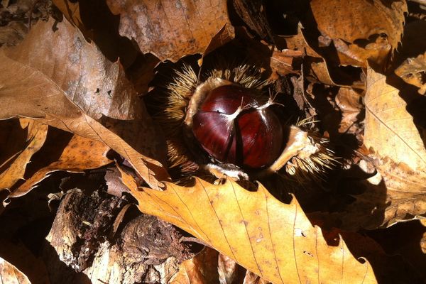 En juillet 2017, la région Auvergne-Rhônes-Alpes a lancé un plan de rénovation et de plantation de châtaigners pour relancer la production. Dans le Cantal, il pourrait sauver de nombreux hectares de châtaigneraies, souvent laissées à l'abandon.