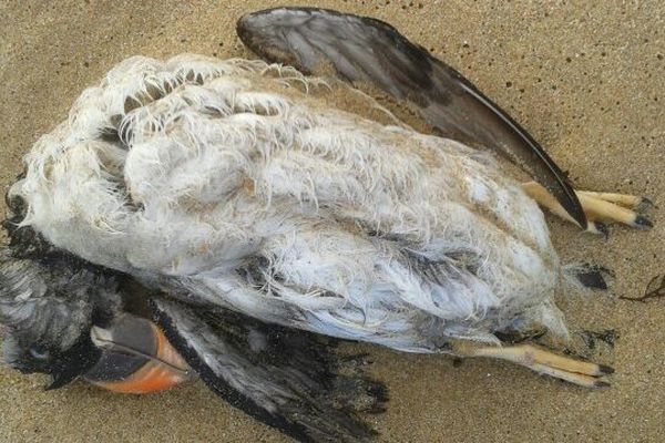 Un des cadavres de macareux moine retrouvé ce matin sur une plage de l'île de Ré