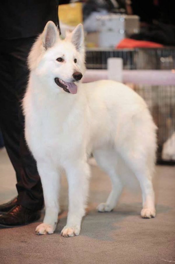 Championnat De France Des Chiens De Race Les Plus Beaux Specimens Sont A Dijon Ce Week End