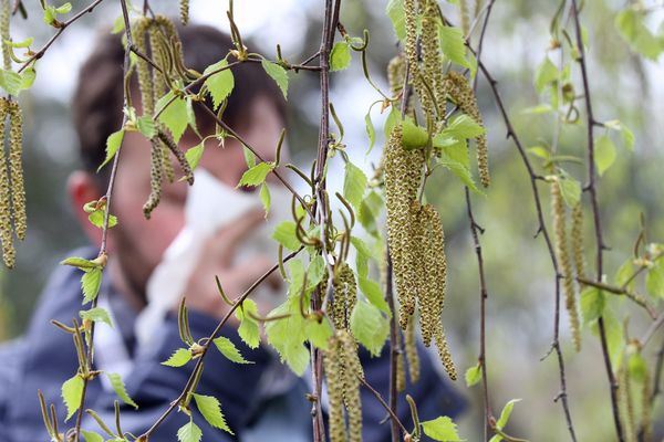 Pour les allergiques aux pollens, le calvaire commence: nez qui coule, yeux qui gonflent.
