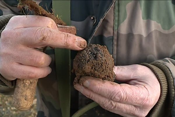 Le prix de la truffe tarnaise avoisine les 900 euros le kilo