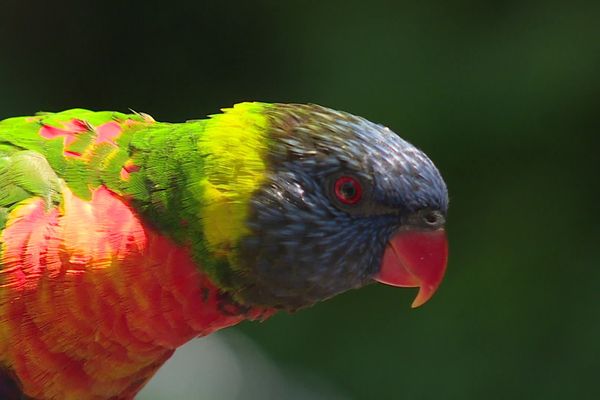 Un Lori du Parc des oiseaux de Villars-les-Dombes (Ain). 