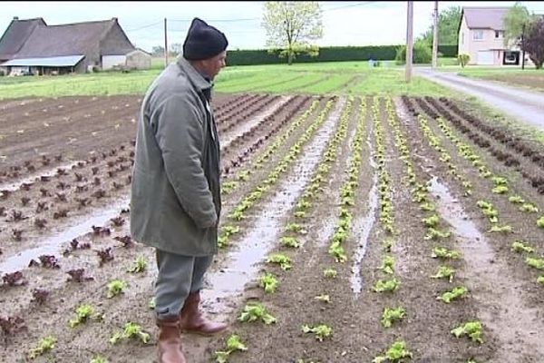 Les salades ont les pieds dans l'eau