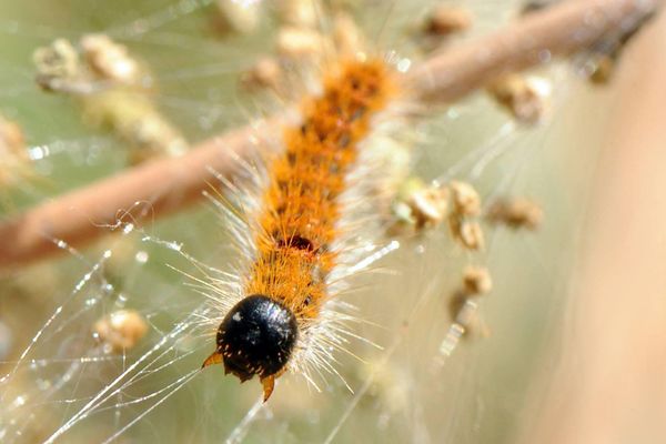 Une chenille processionnaire traditionnelle