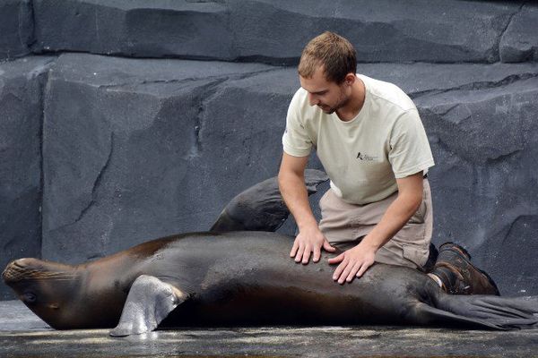 Le Parc Zoologique de Paris accueille quatre otaries dans la biozone de Patagonie, âgées de sept à quatre ans. 