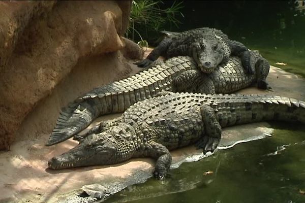 Ferme aux crocodiles - Les crocodiles du Nil - avril 2017