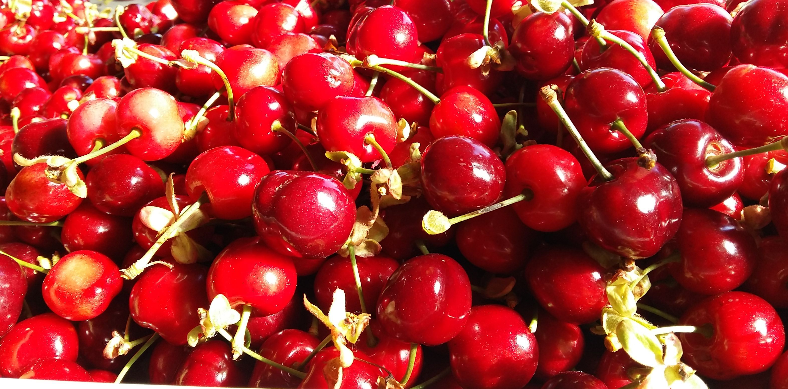 Ardèche La Cueillette Des Premières Cerises Commence 