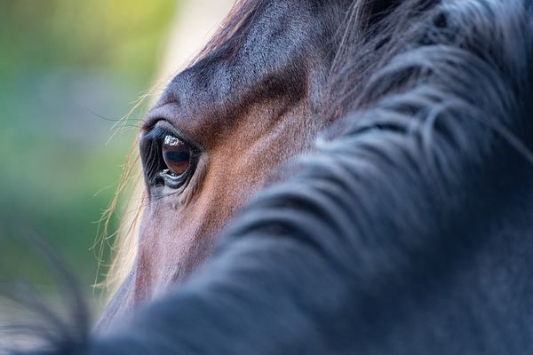 Un cheval peut vivre jusqu'à 25 ou 30 ans s'il est bien traité.