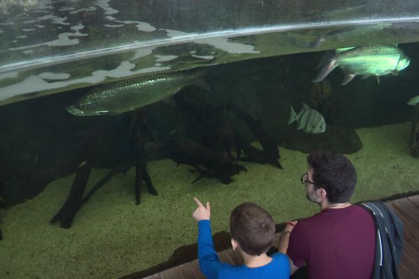 Peu importe le nombre d'entrées payantes, la température de l'eau doit être la même pour les poissons !